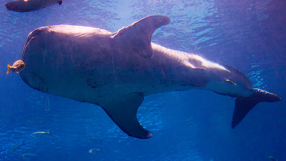 Georgia Aquarium