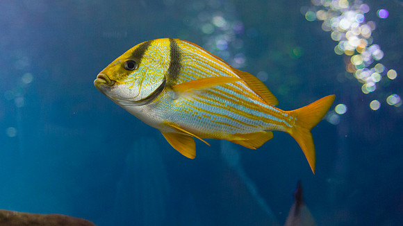Georgia Aquarium