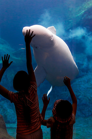 Georgia Aquarium