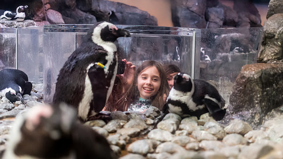 Georgia Aquarium