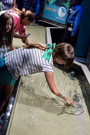 Georgia Aquarium
