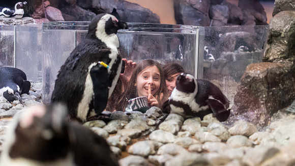 Georgia Aquarium