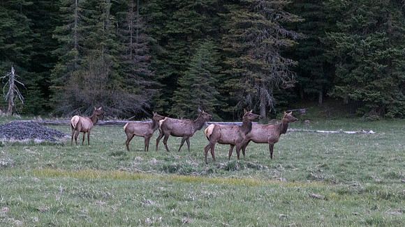 Sunday (04/26) - Clearwater National Forest
