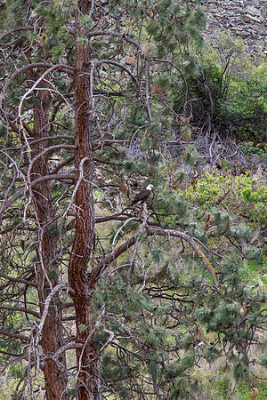 Wednesday (04/29) - Hells Canyon Jet Boat Tour of Snake River