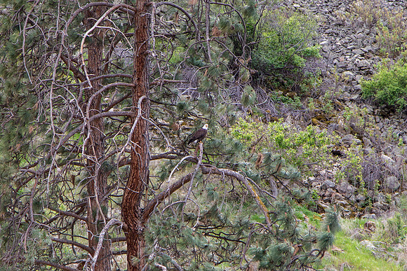 Wednesday (04/29) - Hells Canyon Jet Boat Tour of Snake River