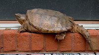 Sunday Afternoon Visitor