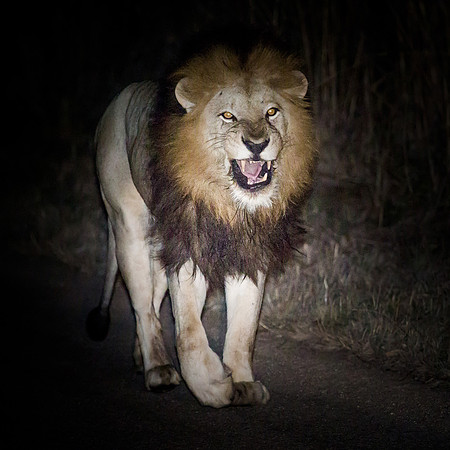 Sunday - Kruger National Park