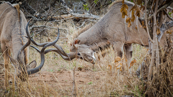 Sunday - Kruger National Park