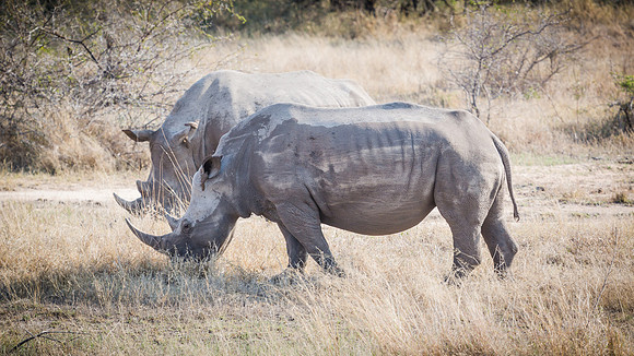 Saturday - Kruger National Park