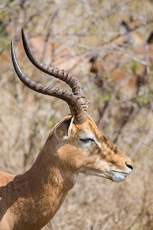 Saturday - Kruger National Park