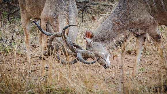 Sunday - Kruger National Park