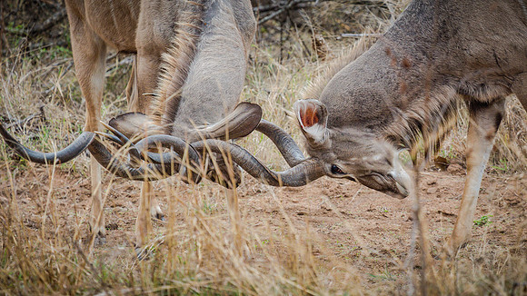 Sunday - Kruger National Park
