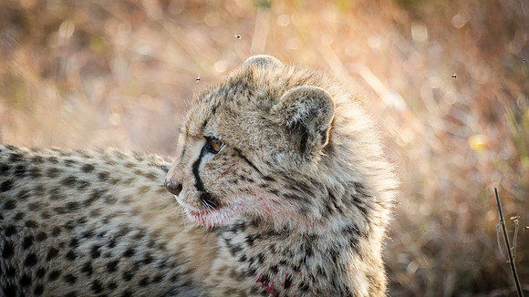 Saturday - Kruger National Park