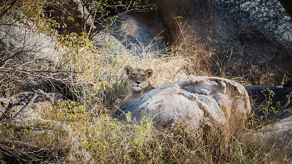 Saturday - Kruger National Park