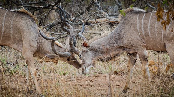 Sunday - Kruger National Park