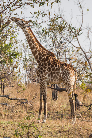 Saturday - Kruger National Park