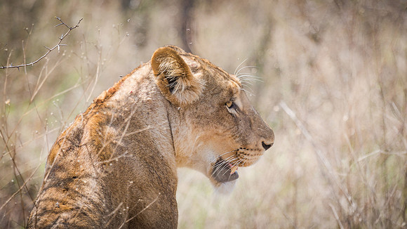 Saturday - Kruger National Park