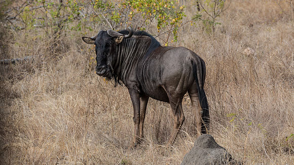Friday - Kruger National Park