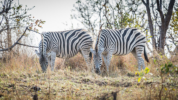 Saturday - Kruger National Park