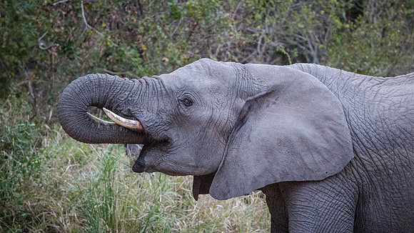 Friday - Kruger National Park