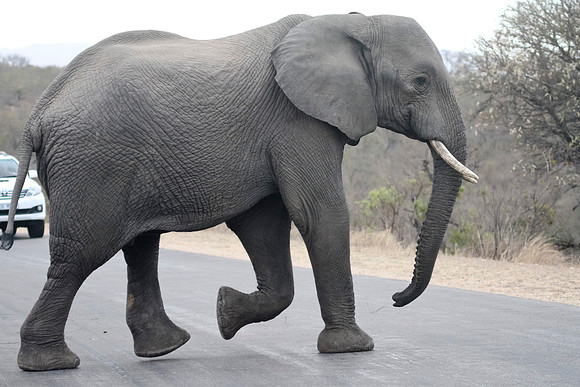 Friday - Kruger National Park