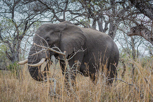 Sunday - Kruger National Park