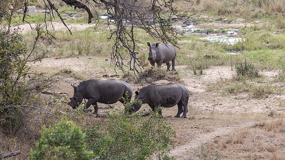 Friday - Kruger National Park