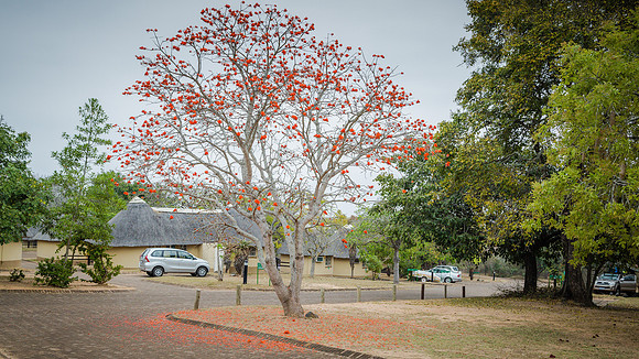 Sunday - Kruger National Park