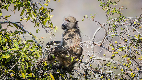 Saturday - Kruger National Park