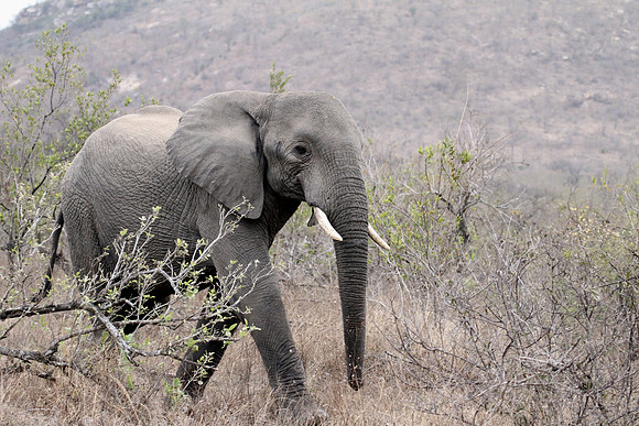 Friday - Kruger National Park