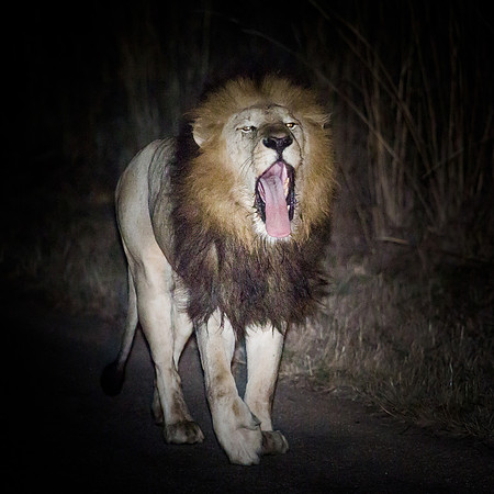 Sunday - Kruger National Park