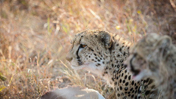 Saturday - Kruger National Park