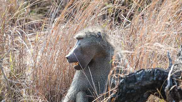 Saturday - Kruger National Park
