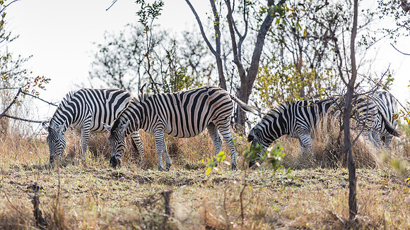 Saturday - Kruger National Park