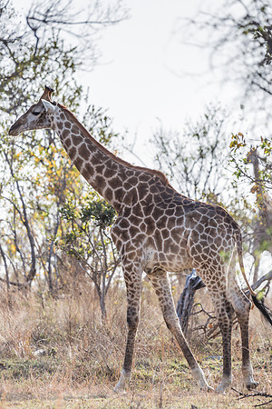 Saturday - Kruger National Park
