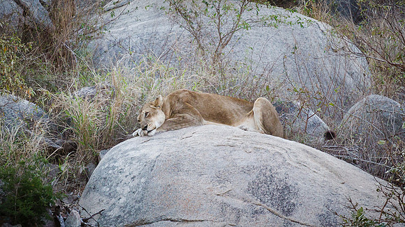 Saturday - Kruger National Park
