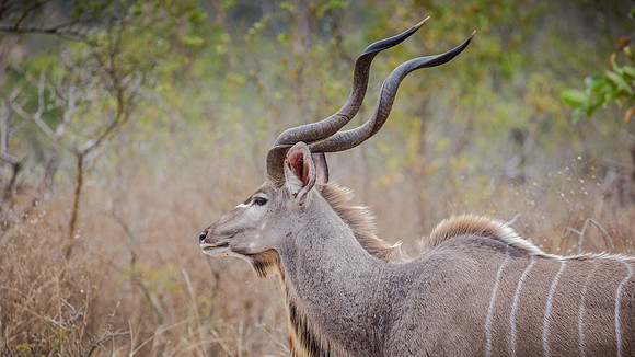 Sunday - Kruger National Park