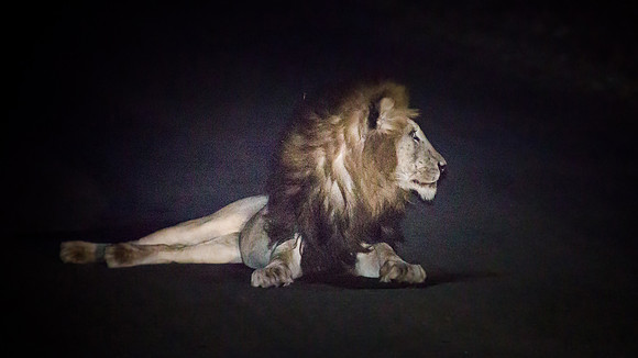 Sunday - Kruger National Park