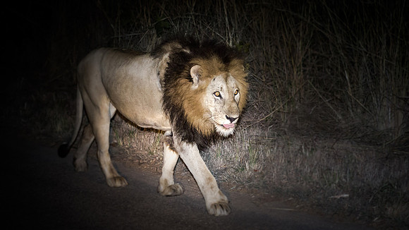 Sunday - Kruger National Park