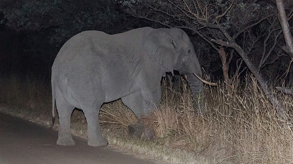 Sunday - Kruger National Park