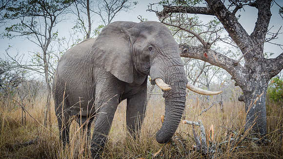 Sunday - Kruger National Park