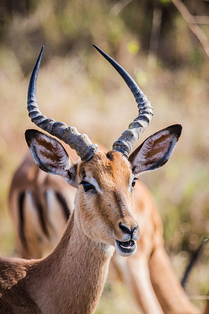 Saturday - Kruger National Park