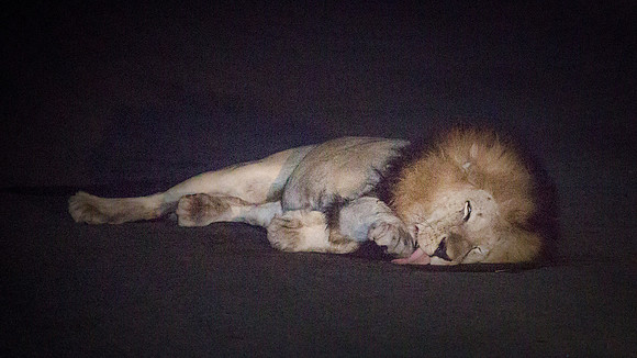 Sunday - Kruger National Park