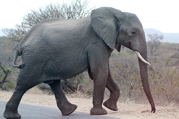 Friday - Kruger National Park