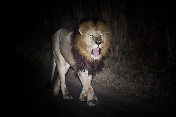 Sunday - Kruger National Park