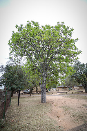 Sunday - Kruger National Park