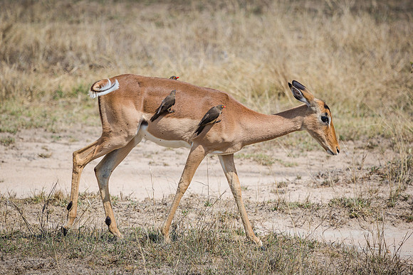 Saturday - Kruger National Park