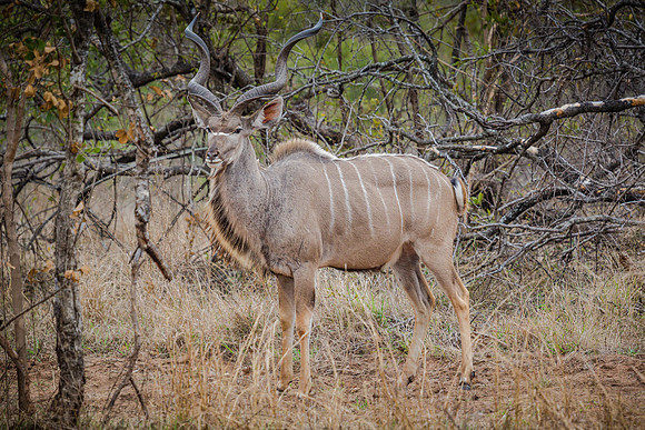 Sunday - Kruger National Park