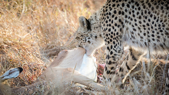 Saturday - Kruger National Park