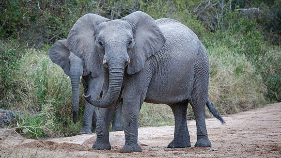 Friday - Kruger National Park